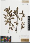 Foto von Salix fragilis L. x Salix pentandra L.